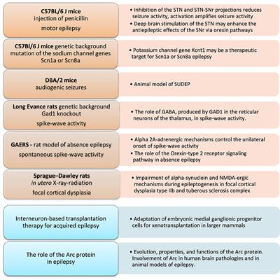 Editorial: Epileptic seizure disorders in animal models: advances in translational approaches